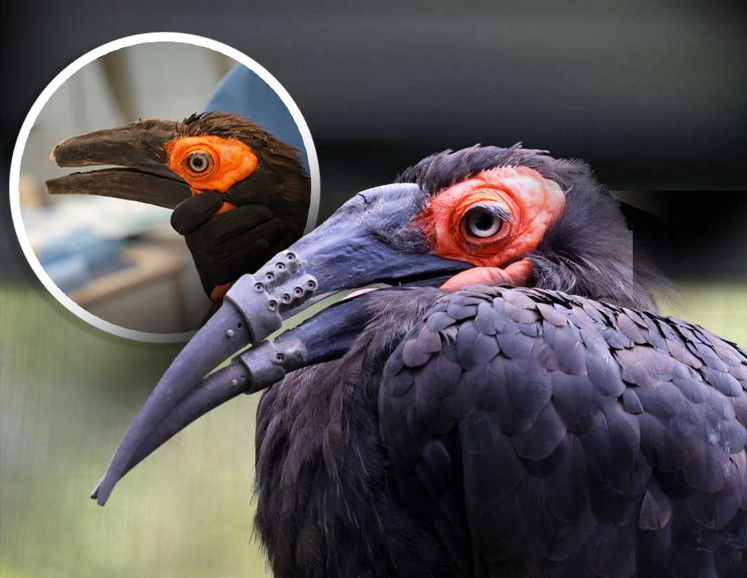 Hornbill receives 3D-printed beak, marking historic first — Delafield Community news