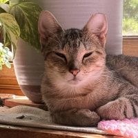 Milwaukee Record Cat Of The Week: Princess — Delafield Business news